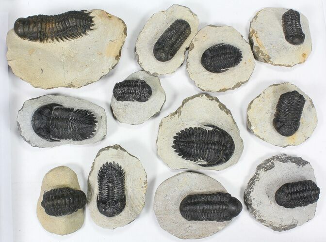 Lot: Assorted Devonian Trilobites - Pieces #80637